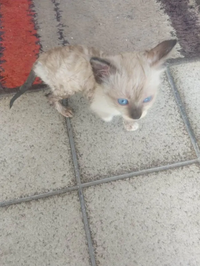 Gato ra a Siamês idade Abaixo de 2 meses nome Sem nome no momento 