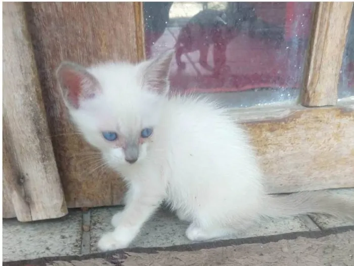 Gato ra a Siamês idade Abaixo de 2 meses nome Sem nome no momento 