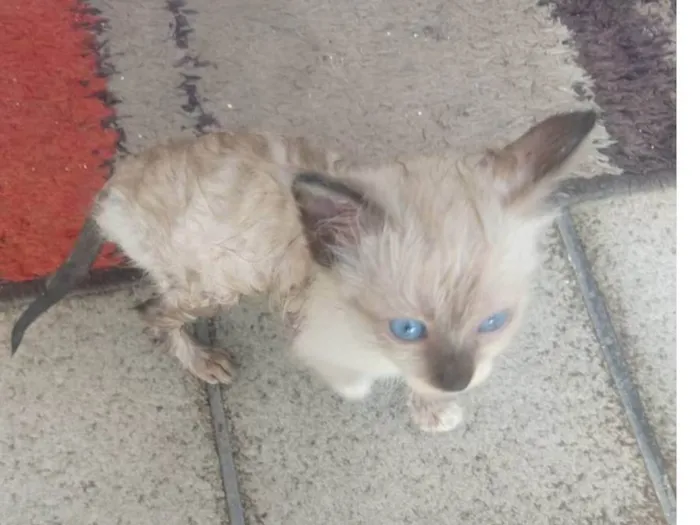 Gato ra a Siamês idade Abaixo de 2 meses nome Sem nome no momento 