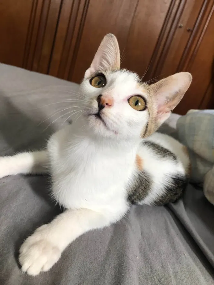 Gato ra a SRD idade 2 a 6 meses nome Queenie