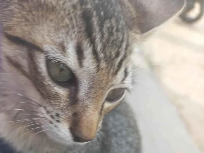 Gato ra a Sem raça  idade 2 a 6 meses nome Tigrinho