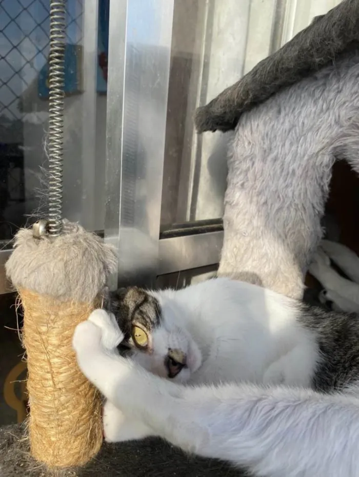 Gato ra a Srd idade 7 a 11 meses nome Hachi