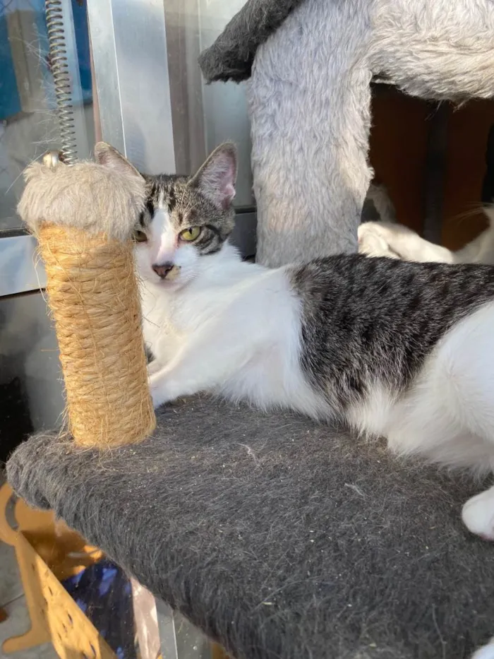 Gato ra a Srd idade 7 a 11 meses nome Hachi