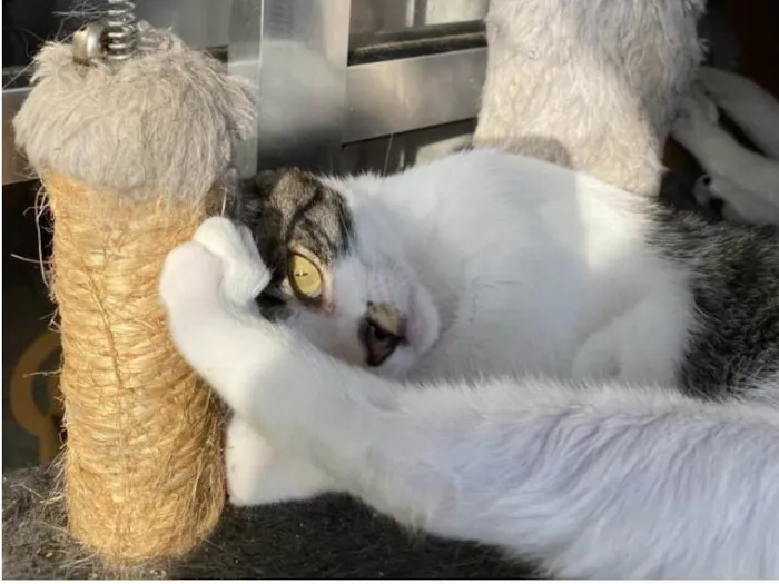 Gato ra a Srd idade 7 a 11 meses nome Hachi