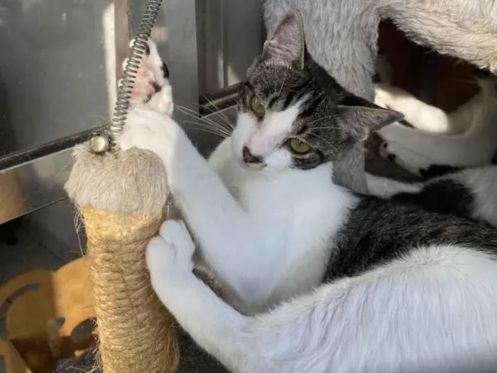 Gato ra a Srd idade 7 a 11 meses nome Hachi