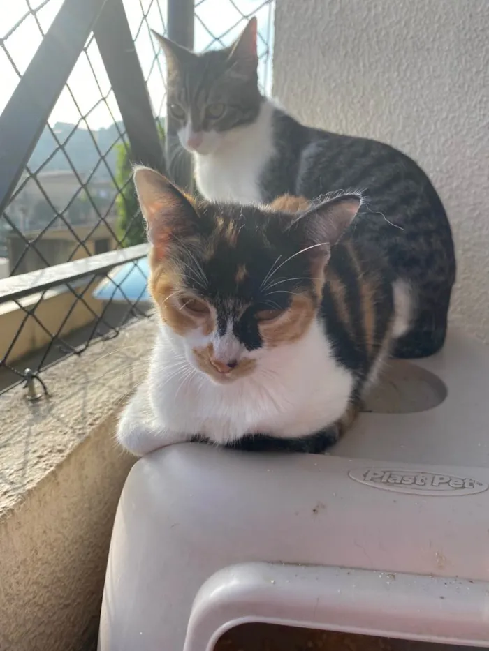 Gato ra a Srd idade 7 a 11 meses nome Melinda