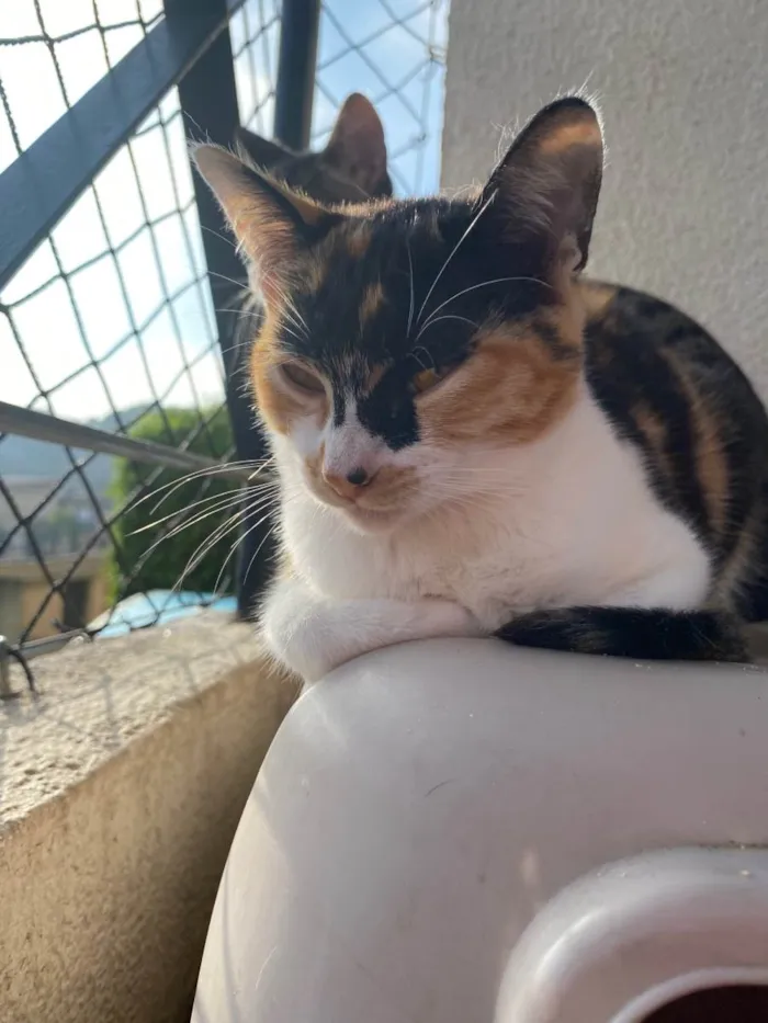 Gato ra a Srd idade 7 a 11 meses nome Melinda