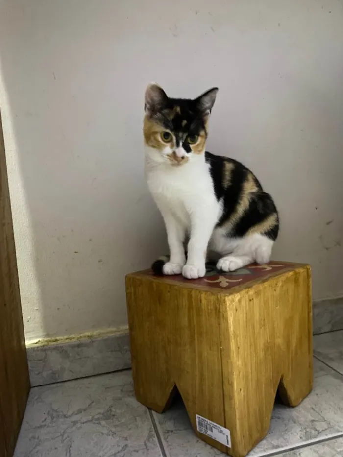 Gato ra a Srd idade 7 a 11 meses nome Melinda