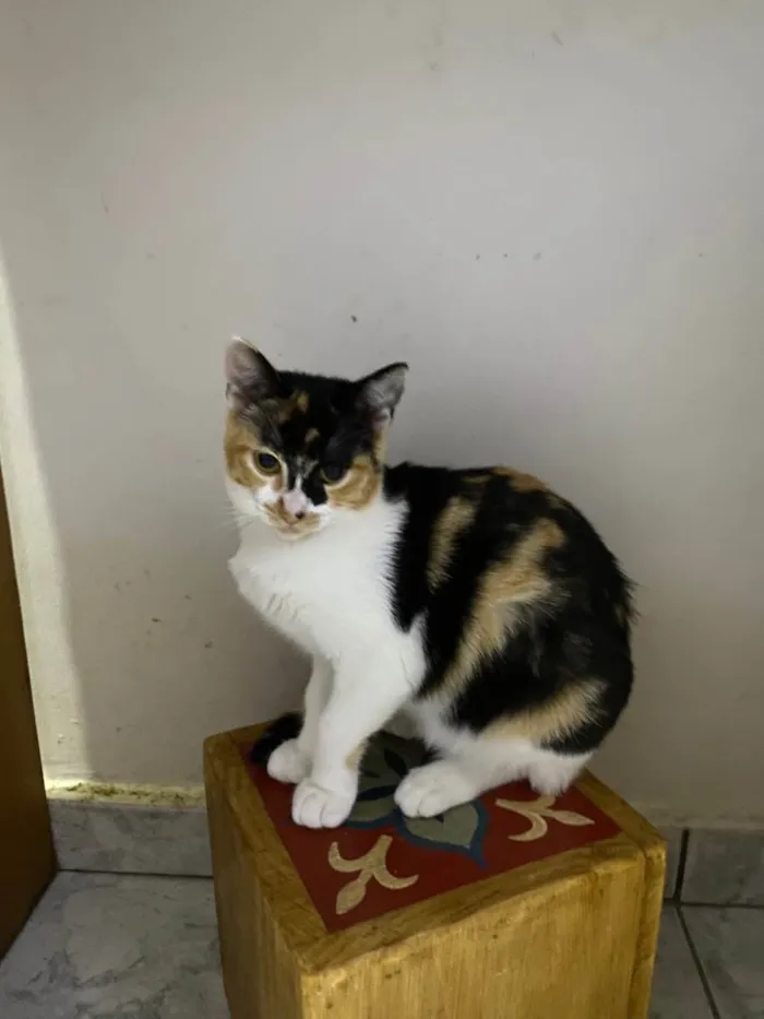 Gato ra a Srd idade 7 a 11 meses nome Melinda