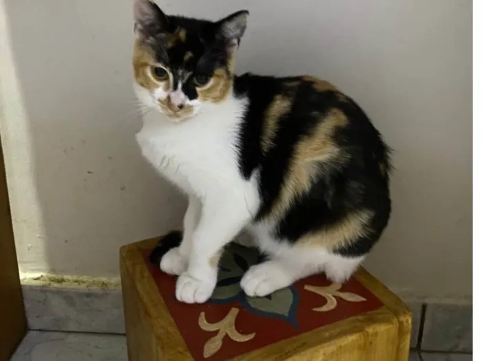 Gato ra a Srd idade 7 a 11 meses nome Melinda