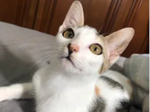 Gato raça SRD idade 2 a 6 meses nome Queenie