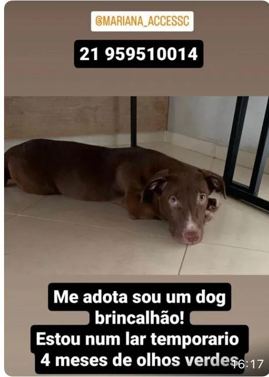 Cachorro ra a Mix pittbull  idade 2 a 6 meses nome Dog