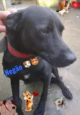 Negão