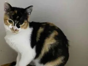 Gato ra a Srd idade 7 a 11 meses nome Melinda