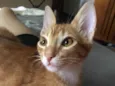 Simba