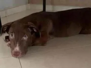 Cachorro raça Mix pittbull  idade 2 a 6 meses nome Dog