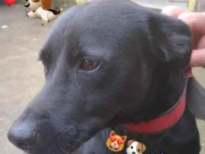 Cachorro raça SRD-ViraLata idade 2 a 6 meses nome Negão