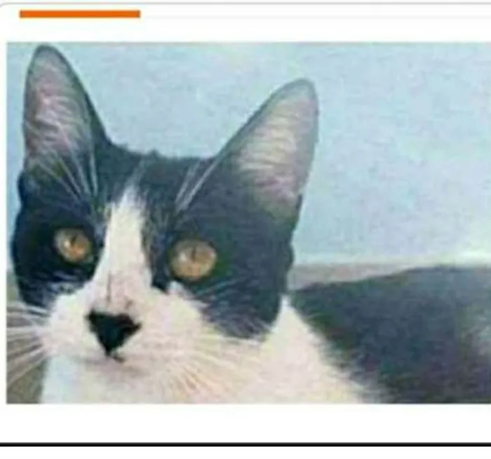Gato ra a srd frajolinha  idade 1 ano nome MAGGIE 