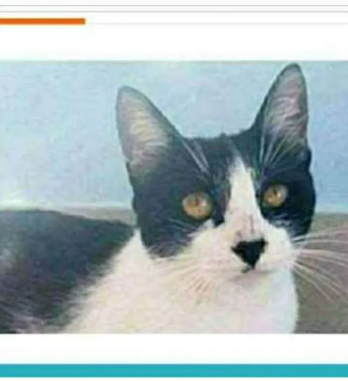 Gato ra a srd frajolinha  idade 1 ano nome MAGGIE 