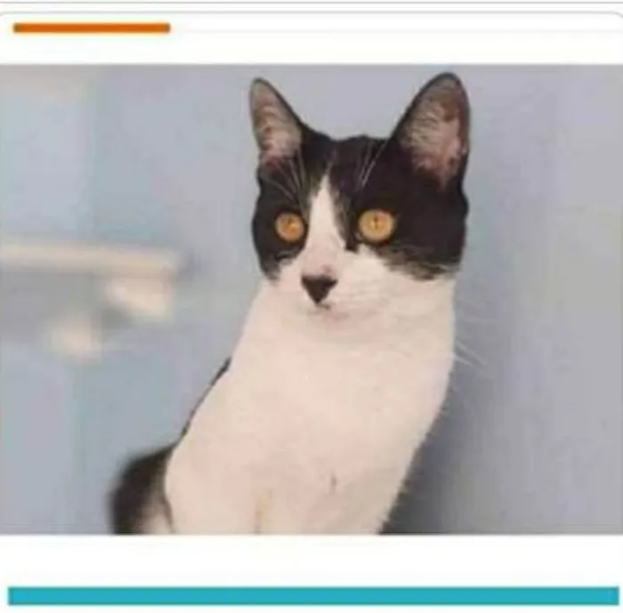 Gato ra a srd frajolinha  idade 1 ano nome MAGGIE 