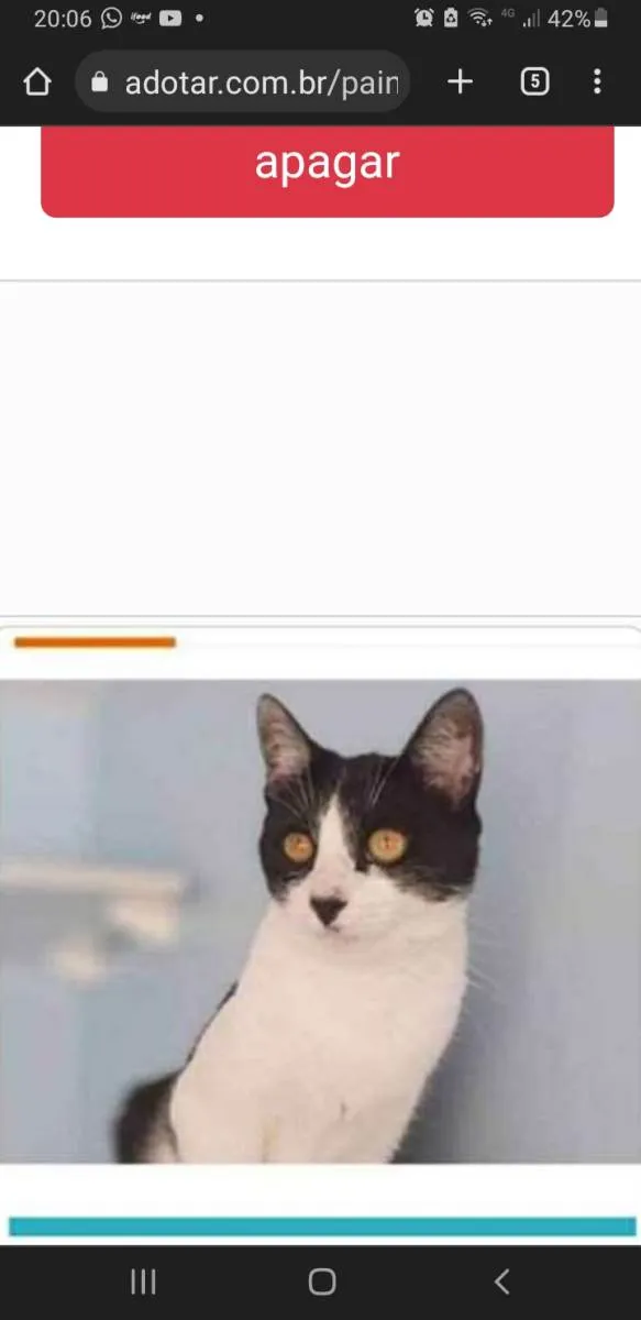 Gato ra a srd frajolinha  idade 1 ano nome MAGGIE 