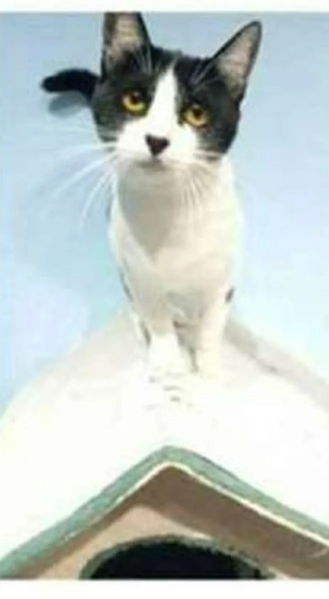 Gato ra a srd frajolinha  idade 1 ano nome MAGGIE 