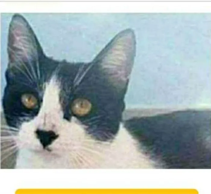 Gato ra a srd frajolinha  idade 1 ano nome MAGGIE 