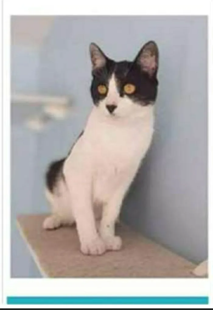 Gato ra a srd frajolinha  idade 1 ano nome MAGGIE 
