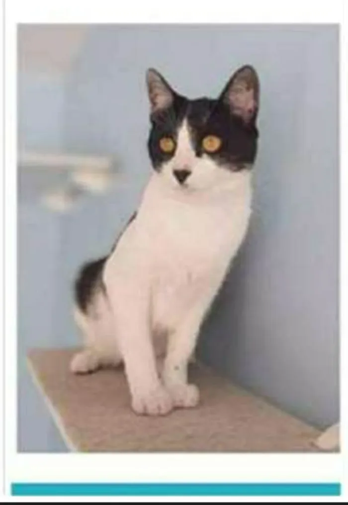Gato ra a srd frajolinha  idade 1 ano nome MAGGIE 