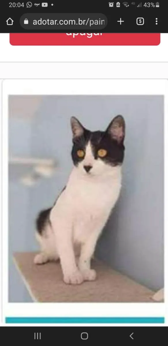 Gato ra a srd frajolinha  idade 1 ano nome MAGGIE 