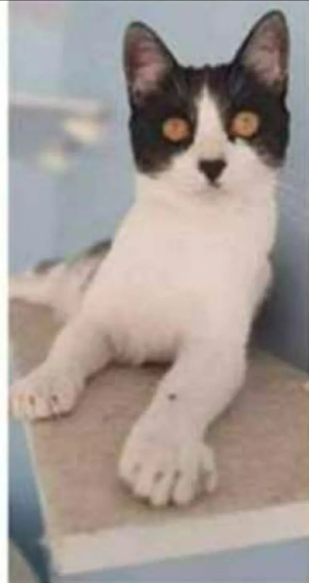 Gato ra a srd frajolinha  idade 1 ano nome MAGGIE 