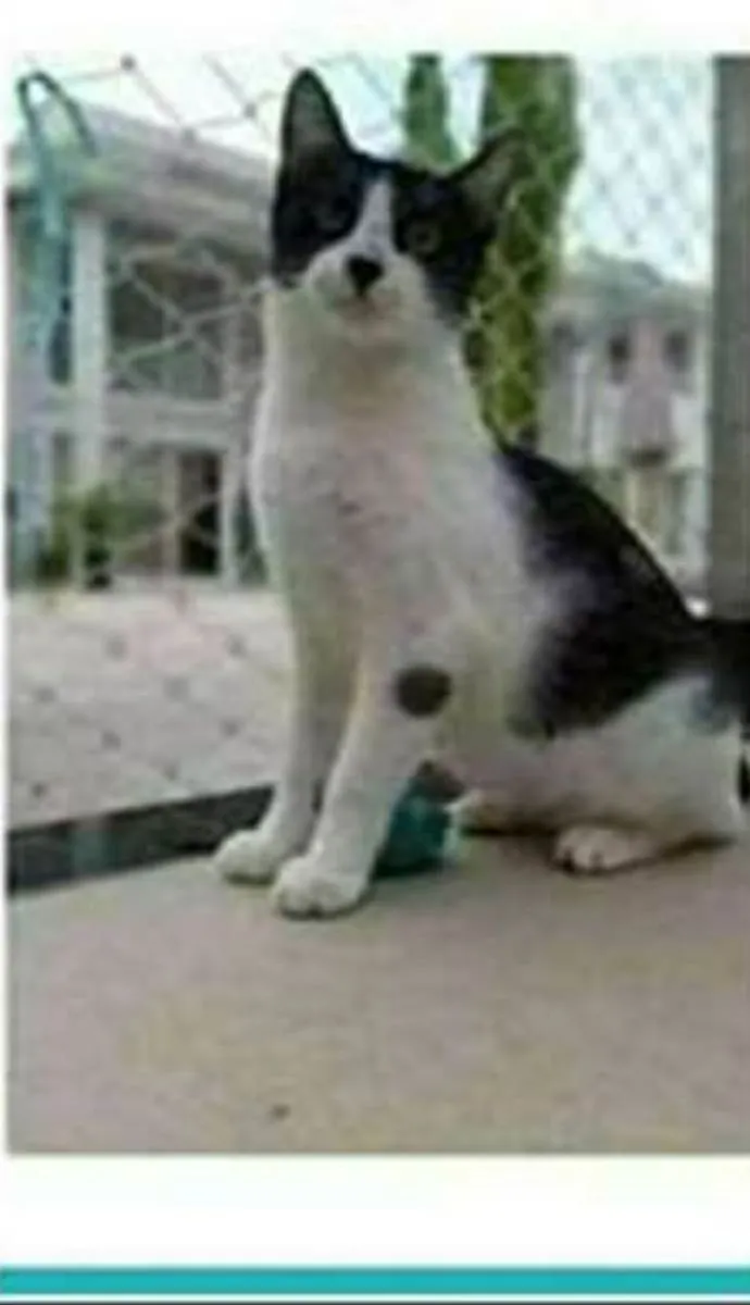 Gato ra a srd frajolinha  idade 1 ano nome MAGGIE 