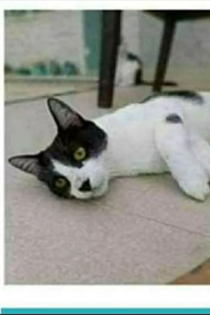 Gato ra a srd frajolinha  idade 1 ano nome MAGGIE 
