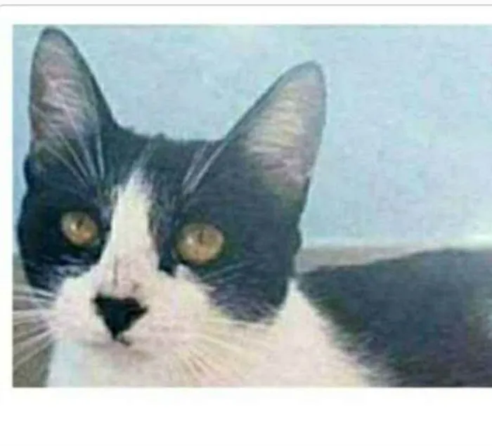 Gato ra a srd frajolinha  idade 1 ano nome MAGGIE 