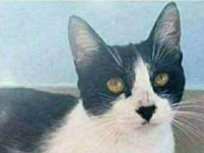 Gato ra a srd frajolinha  idade 1 ano nome MAGGIE 