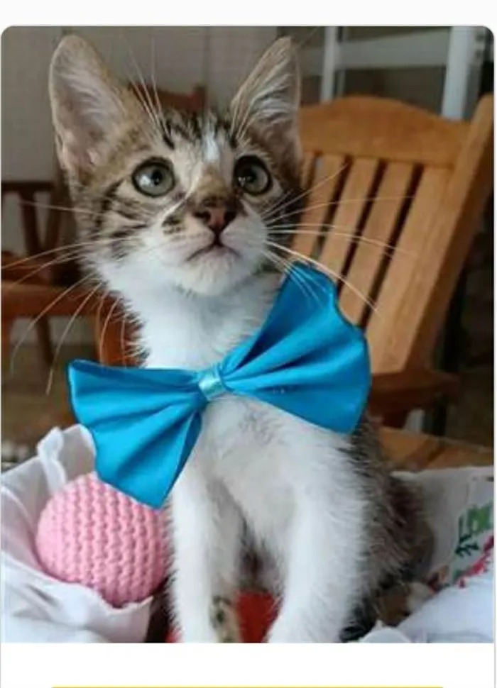 Gato ra a srd bicolor  idade  nome FÉLIX 