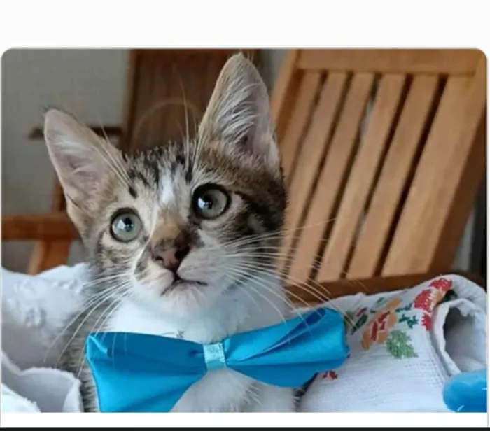 Gato ra a srd bicolor  idade  nome FÉLIX 