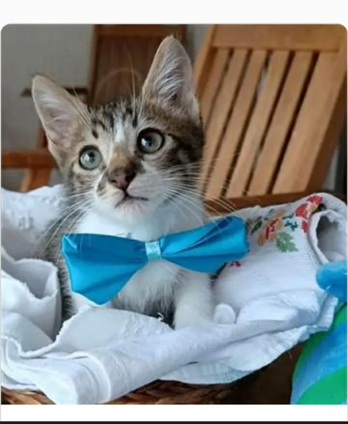 Gato ra a srd bicolor  idade  nome FÉLIX 