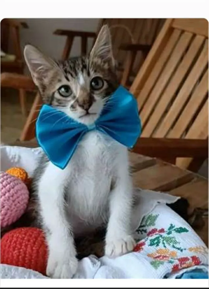 Gato ra a srd bicolor  idade  nome FÉLIX 