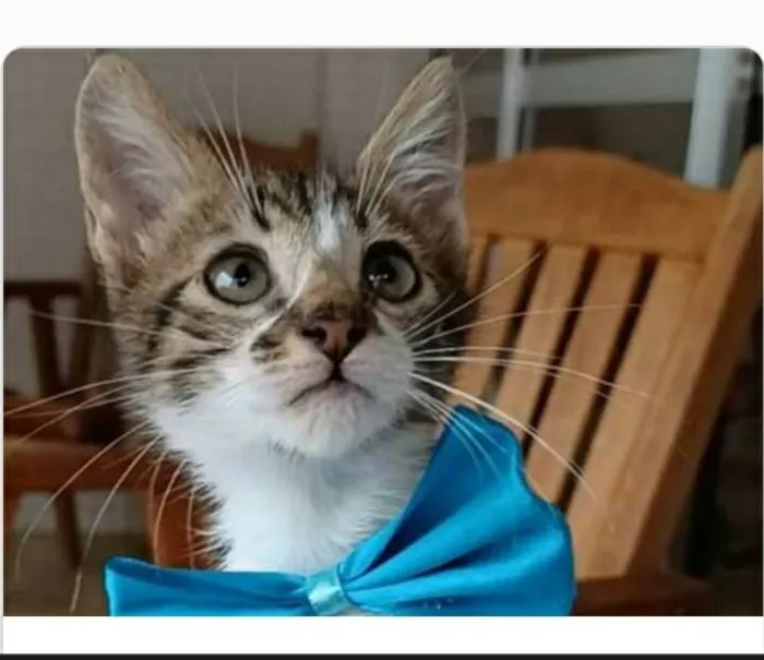 Gato ra a srd bicolor  idade  nome FÉLIX 