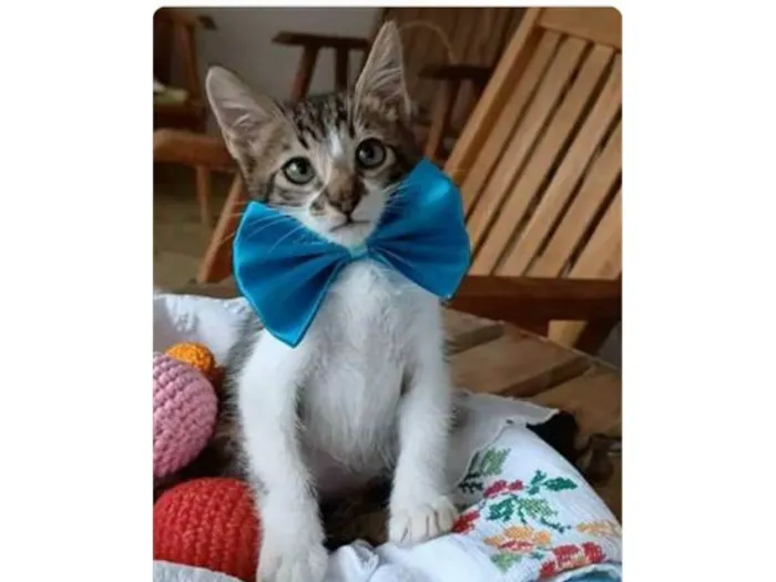 Gato ra a srd bicolor  idade  nome FÉLIX 