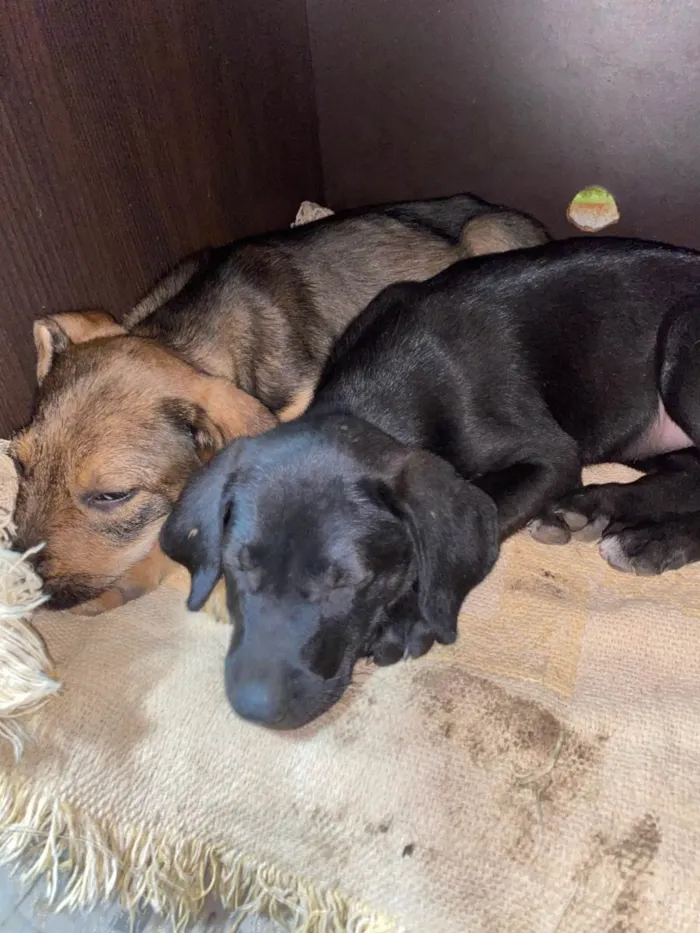 Cachorro ra a SRD-ViraLata idade 2 a 6 meses nome ele não tem nome