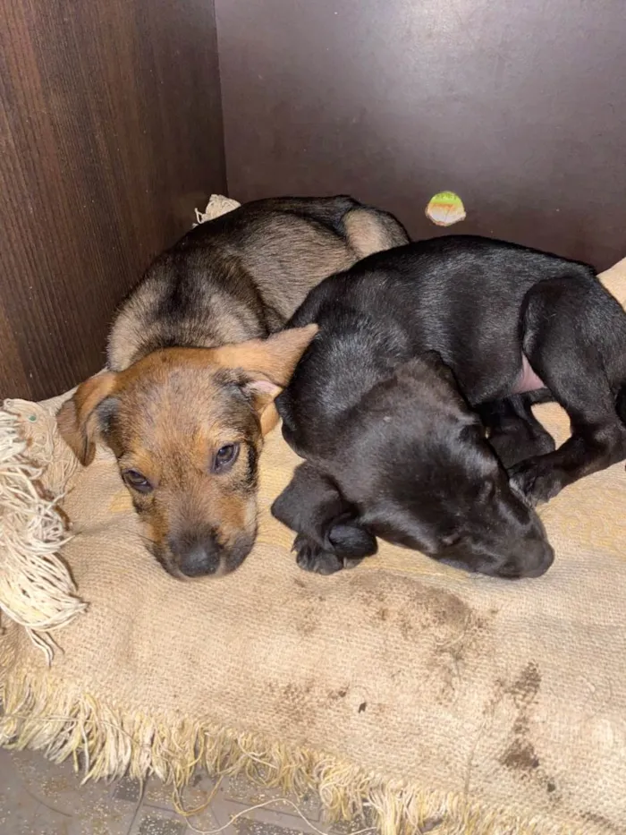 Cachorro ra a SRD-ViraLata idade 2 a 6 meses nome ele não tem nome