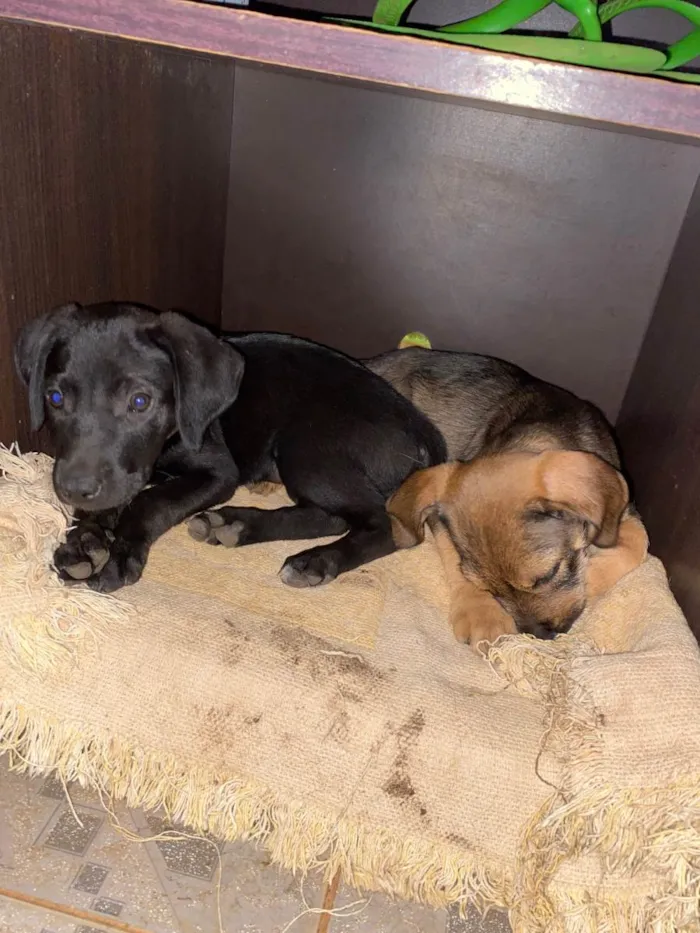 Cachorro ra a SRD-ViraLata idade 2 a 6 meses nome ele não tem nome