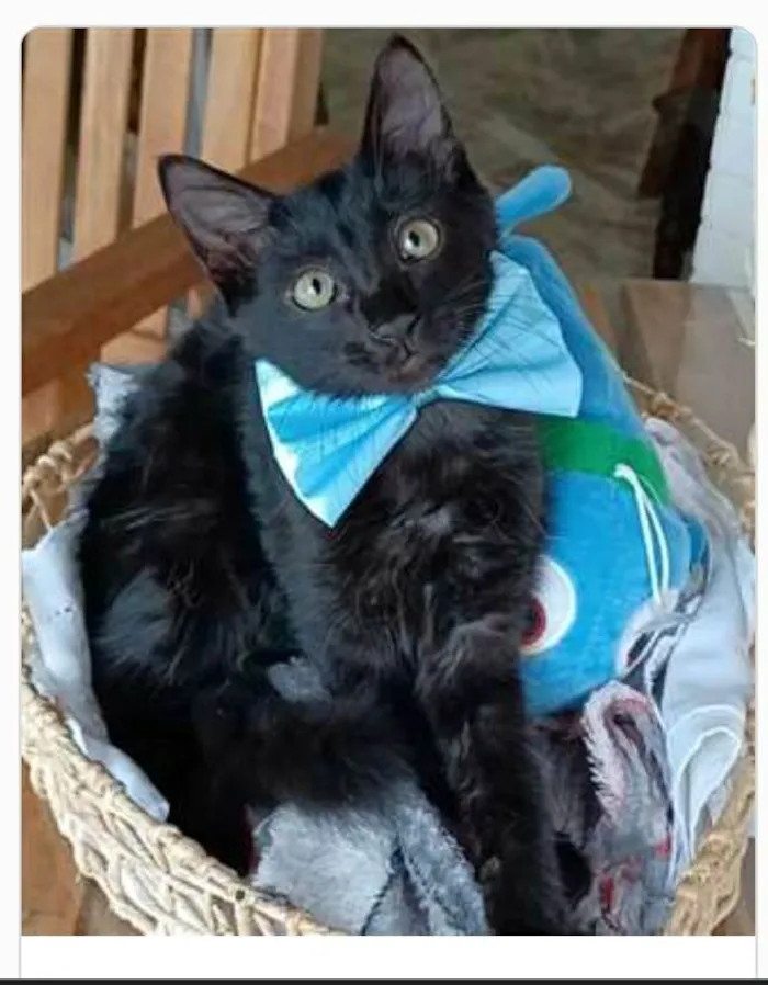 Gato ra a srd idade 2 a 6 meses nome ABEL