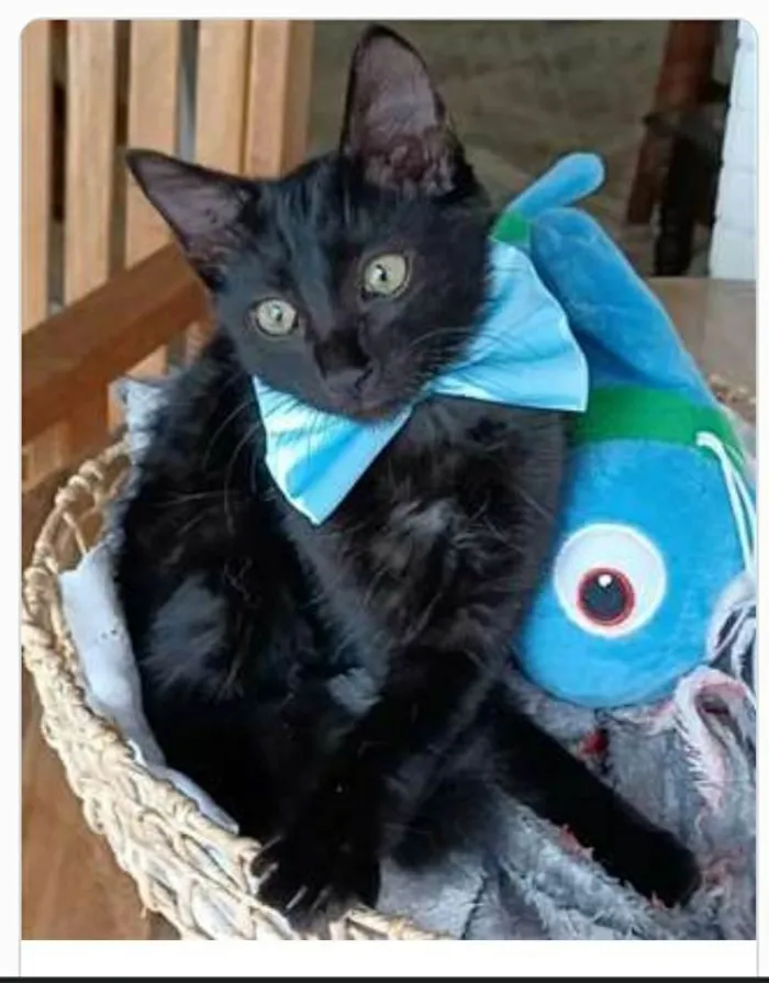 Gato ra a srd idade 2 a 6 meses nome ABEL