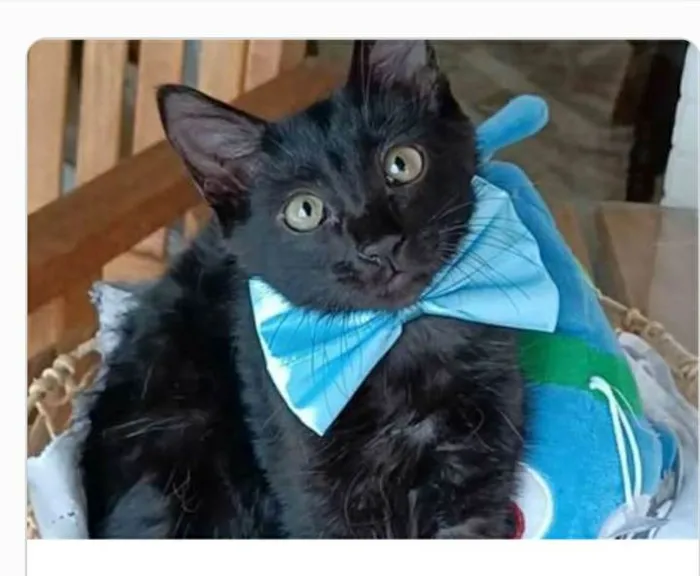 Gato ra a srd idade 2 a 6 meses nome ABEL