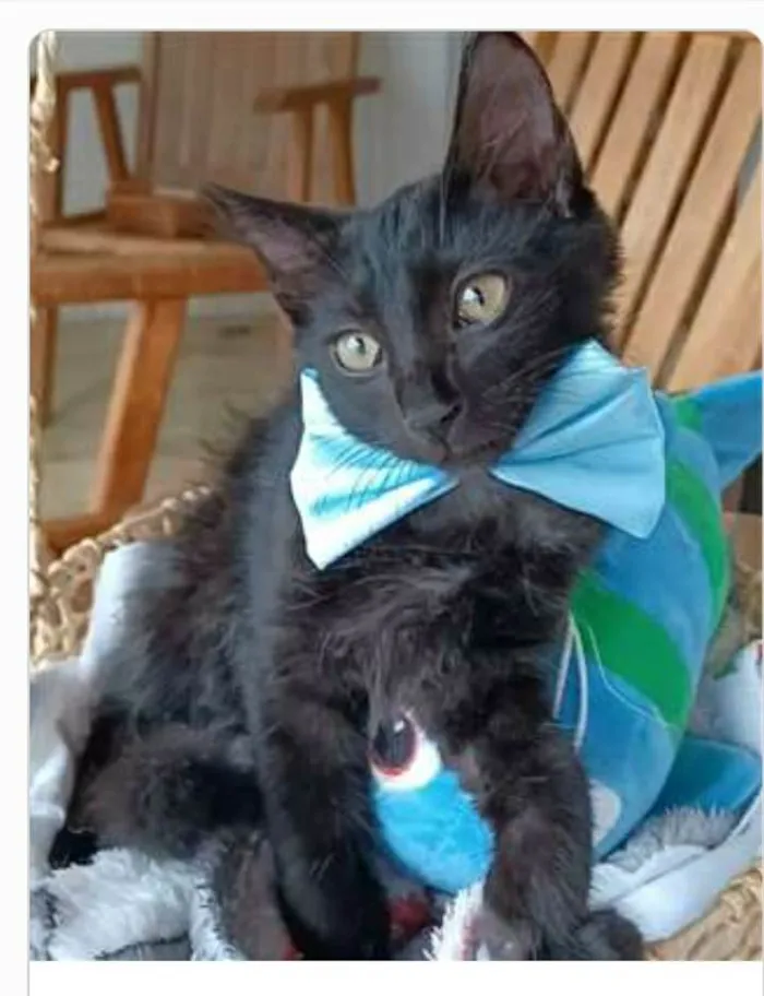 Gato ra a srd idade 2 a 6 meses nome ABEL