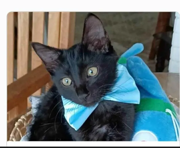 Gato ra a srd idade 2 a 6 meses nome ABEL