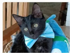 Gato raça srd idade 2 a 6 meses nome ABEL